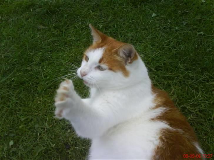 Huskat Kipper - fjern det kamera! billede 14