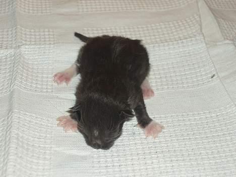 Maine Coon DK Azizam´s Vitani - Nyfødt! billede 10