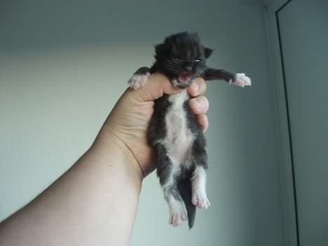 Maine Coon DK Azizam´s Vitani - Få dage gammel. billede 11