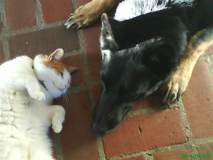 Huskat Kipper - hvor er du kedelig Gizmo! billede 15