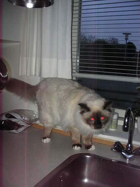 Hellig Birma quincy - blitzen giver desværre røde øjne.. billede 11