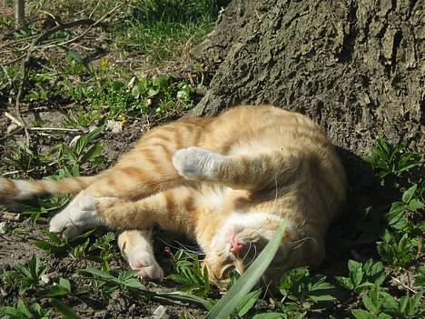 Huskat Junior - Ahhh Sommer billede 1