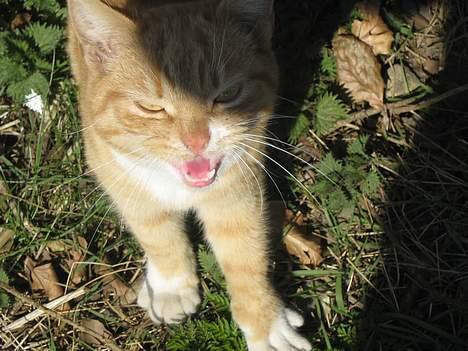 Huskat Junior - Miiiiiav Kæl med miig Anna billede 2