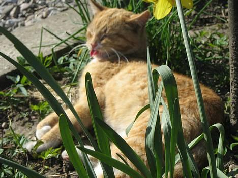 Huskat Junior -  at ligge i blomsterne er dejligt billede 3