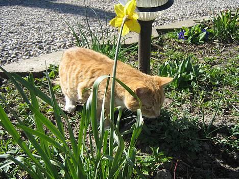 Huskat Junior - er det mon en mus? billede 4