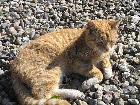 Huskat Junior - nu ligger jeg og nyder det gode vejr billede 5