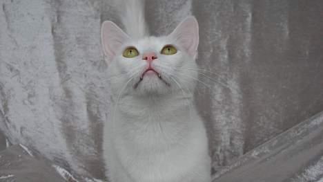 Huskat Wichapi - *NYT* (Taget d. 6. april ´07) billede 16