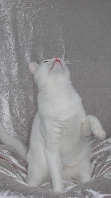 Huskat Wichapi - *NYT* (Taget d. 6. april ´07) billede 17