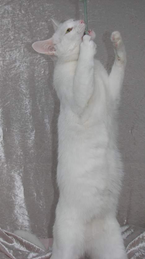 Huskat Wichapi - *NYT* (Taget d. 6. april ´07) billede 18