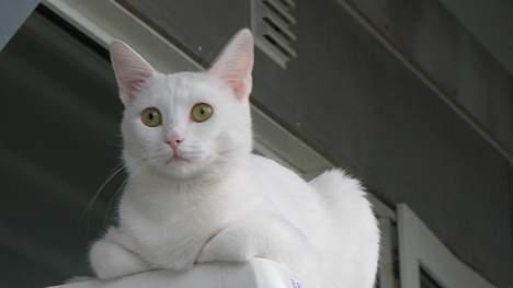 Huskat Wichapi - *NYT* (Taget d. 6. april ´07) billede 19