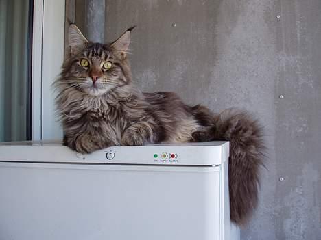 Maine Coon Lion Heart billede 11