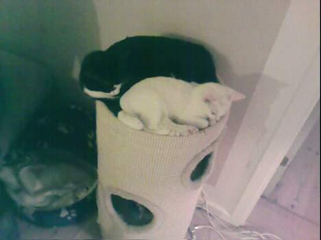 Huskat Pusle - Molly og Pusle på Deres Kradsetræ. Er de ikke bare kære? billede 9