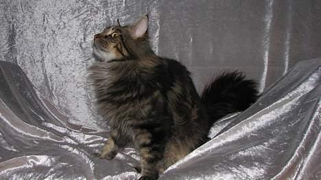 Maine Coon Lion Heart - *NYT* (Taget d. 6. april ´07) billede 12