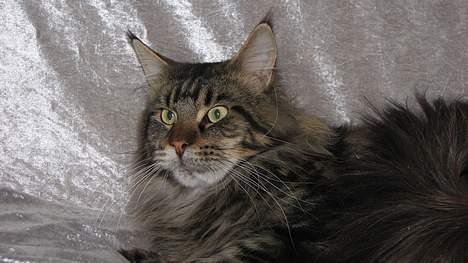 Maine Coon Lion Heart - *NYT* (Taget d. 6. april ´07) billede 14