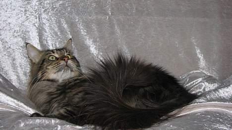 Maine Coon Lion Heart - *NYT* (Taget d. 6. april ´07) billede 15