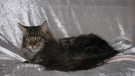 Maine Coon Lion Heart - *NYT* (Taget d. 6. april ´07) billede 16