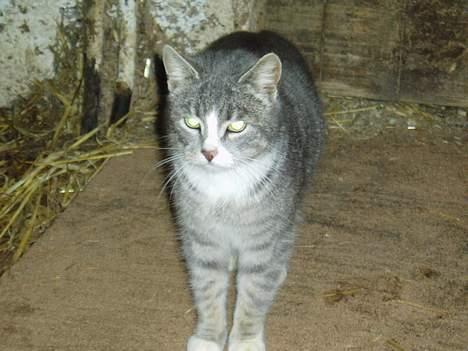 Blanding af racer Stribe - Heej og velkommen til Stribes profil # i må undeskylde den dårlige billedekvalitet# billede 1