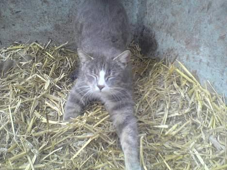 Blanding af racer Stribe billede 2