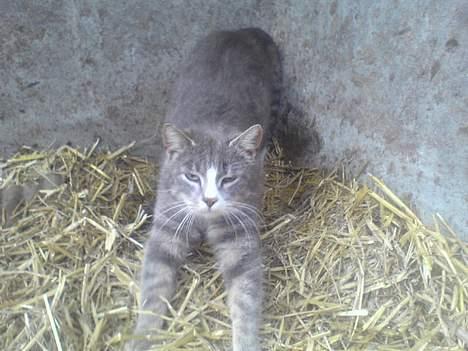 Blanding af racer Stribe billede 3