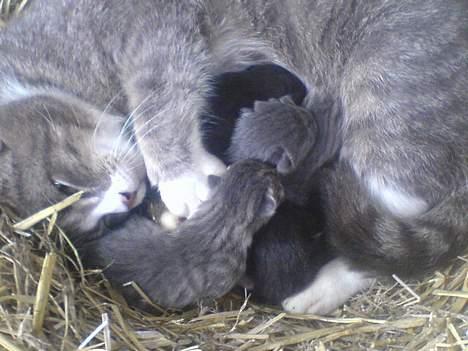 Blanding af racer Stribe billede 4