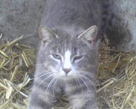 Blanding af racer Stribe billede 5