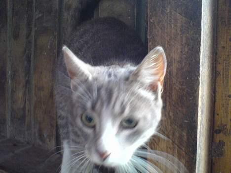 Blanding af racer Stribe billede 6