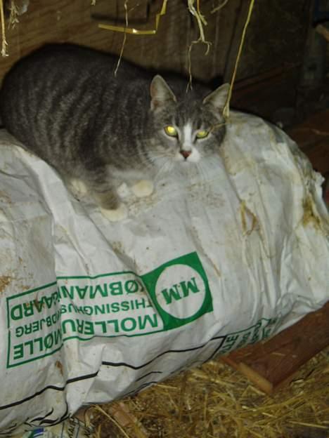 Blanding af racer Stribe billede 7