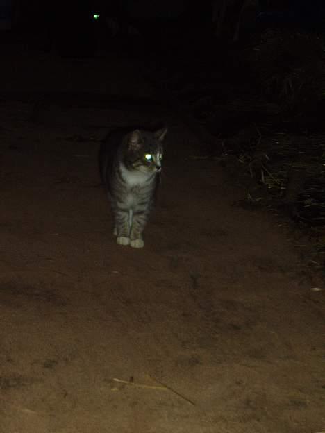 Blanding af racer Stribe billede 8