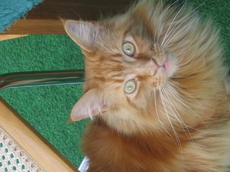 Maine Coon Woodie - Helt ny fra den 07-04-07 billede 7