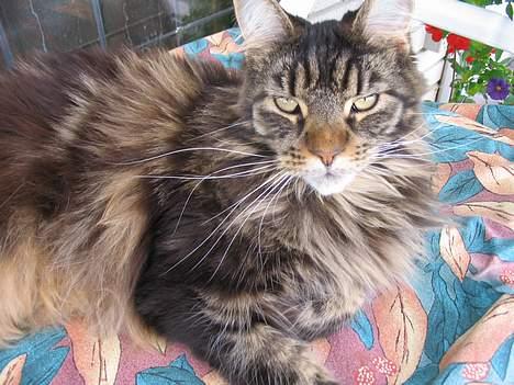 Maine Coon Steffie - Her er jeg så,, ligger lige og tager en lur, og så kommer hun og vækker mig fordi jeg skal have taget billeder:D billede 1