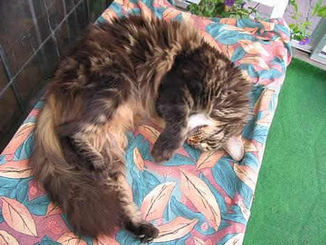 Maine Coon Steffie - jeg ligger mig igen for jeg er meget træt. billede 2