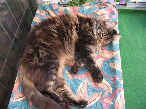 Maine Coon Steffie - ZZZZZZZZZ billede 3