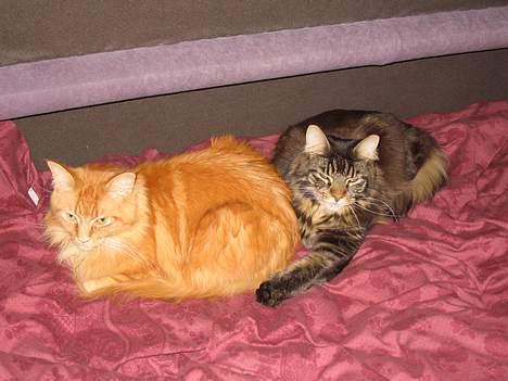 Maine Coon Steffie - Her er jeg med min storebror, vi tager os lige en lur i vores søsters seng:P billede 4