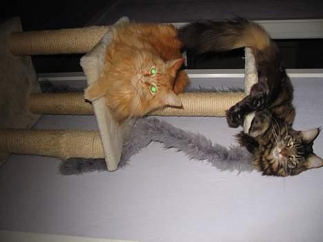 Maine Coon Steffie - her er vi på "Tronen" jeg ligger øverst, det er måske fordi jeg bestemmer lidt:D billede 5