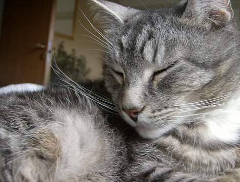 Huskat Hansa*død:'/ Hvil i fred  billede 9