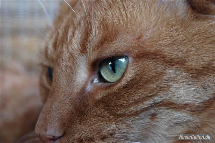 Blanding af racer Indy-  Himmelkat - Smukke Indy .  billede 1