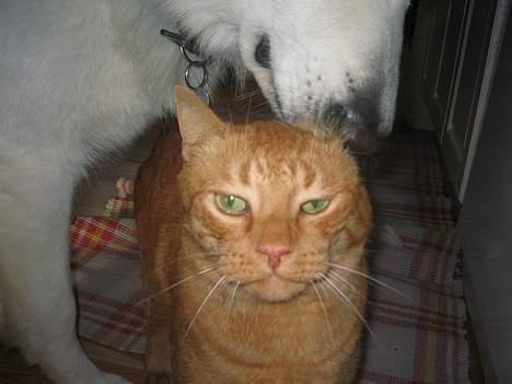 Blanding af racer Indy-  Himmelkat - For sig lige en vasker af hunden.  billede 2