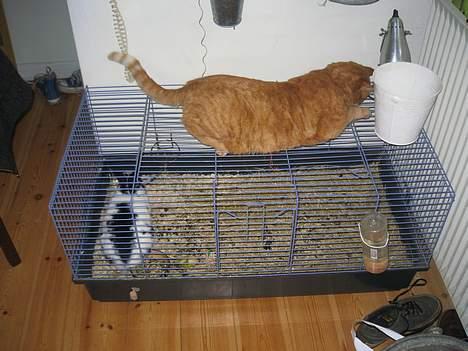 Blanding af racer Indy-  Himmelkat - Indy's yndlingssted inden vi fik bygget udebur til kaninen. billede 4