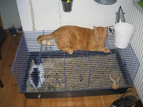 Blanding af racer Indy-  Himmelkat billede 5