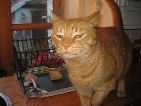 Blanding af racer Indy-  Himmelkat - Sådan her ser Indy næsten ud på alle billeder vi har af ham. Mest ufotogene kat, men dejlig alligevel (: billede 6