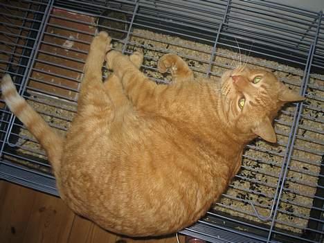 Blanding af racer Indy-  Himmelkat - Stor hankat. billede 7