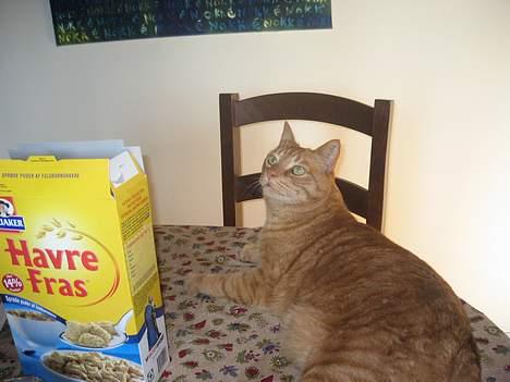 Blanding af racer Indy-  Himmelkat - Lidt sød.  billede 8