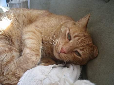 Blanding af racer Indy-  Himmelkat - zzzz!" billede 9