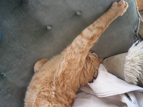 Blanding af racer Indy-  Himmelkat - ahhh !"zzz billede 10