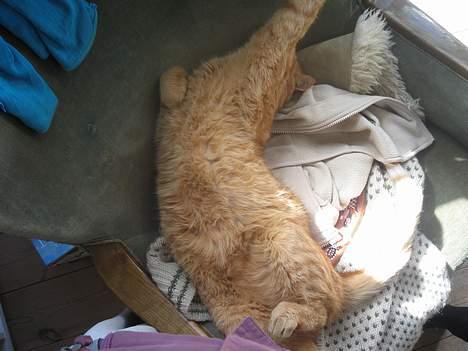 Blanding af racer Indy-  Himmelkat - igen billede 11