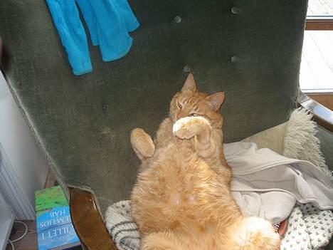 Blanding af racer Indy-  Himmelkat - er lige vågnet " billede 12