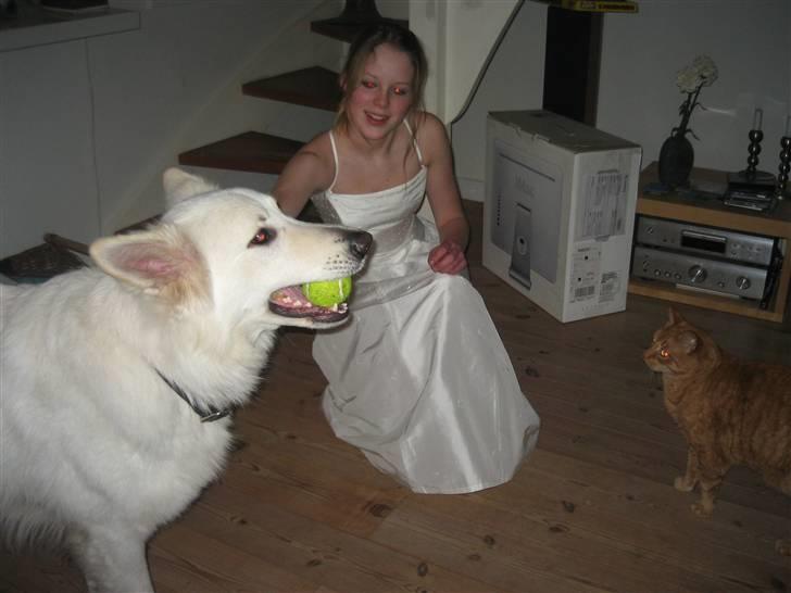 Blanding af racer Indy-  Himmelkat - Indy & Oscar & mig i min konfirmation Kjole xD ! den var ikke hvid ret længe med de to dyr i huset ;) hehe billede 13