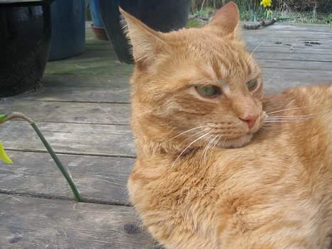 Blanding af racer Indy-  Himmelkat - her kan jeg jo også godt sove!!:D billede 14