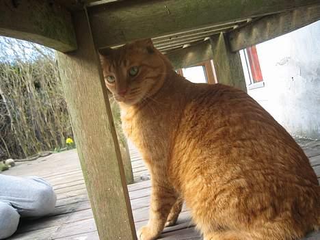 Blanding af racer Indy-  Himmelkat - gemmer miq ligeXD kan i finde mig???!" billede 15