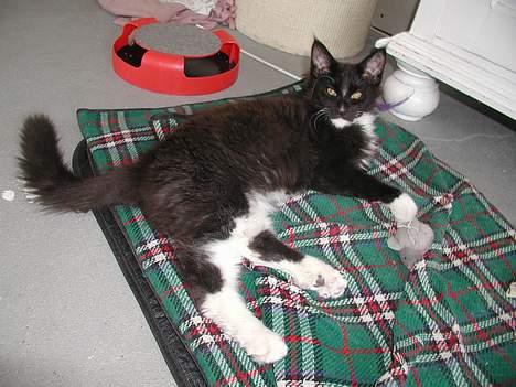 Maine Coon DK Cleopracoon's Valentin billede 1